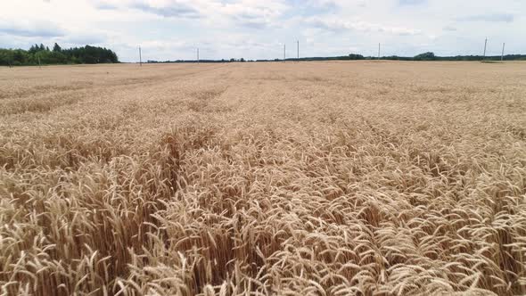 Flight Over a Wheat Field. Agriculture, Grain Crops.