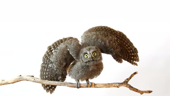 European scops owl (Otus scops) sits on a stick on a white background and opens its wings