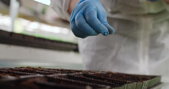 Farmer Sows Microgreens Seeds in Soil Trays Vertical Farming Greens Vitaminized Superfood Home