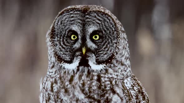 Great Grey Owl perched with blurred cornfield background