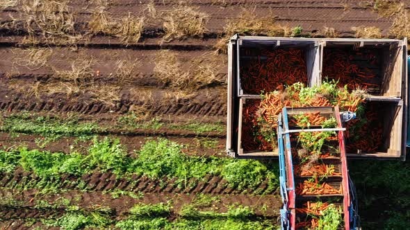 Carrot Harvest in Russia