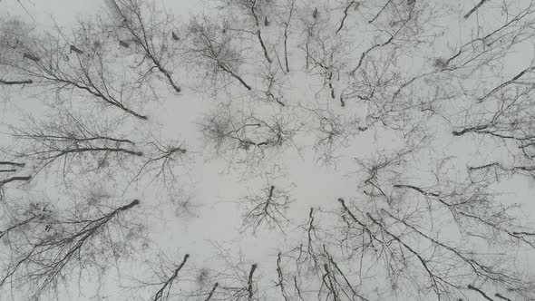 Trees in Winter