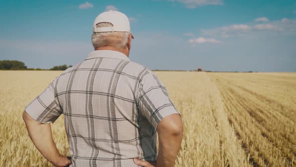 Mature Farmer Man Standing in a Wheat Field During Harvesting By a Combine, He Controls the