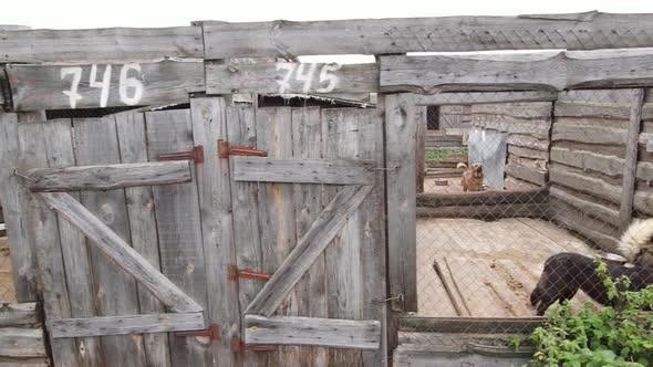 Aerial View of a Shelter for Stray Dogs