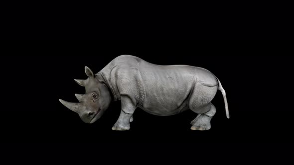 4K Rhino Head