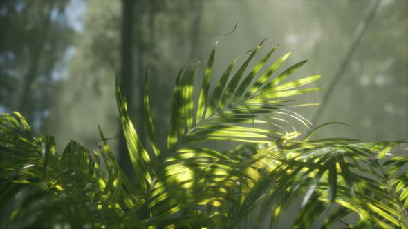 Bright Light Shining Through the Humid Misty Fog and Jungle Leaves