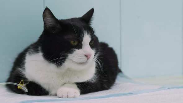 Closeup Fluffy Cat with Cutter in Paw in Veterinary Clinic on Blue Room Background