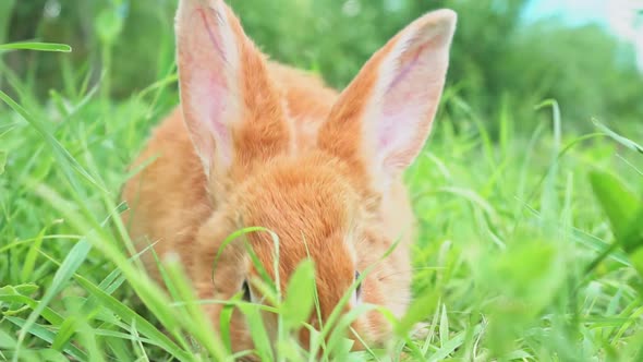 Closeup Portrait of Cute Adorable Red Fluffy Whiskered Bunny Muzzle Sitting on Green Grass Lawn in