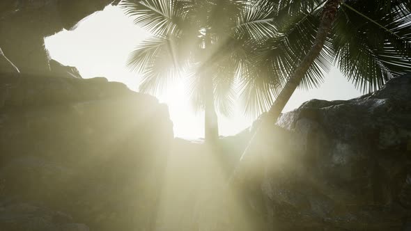 Big Palms in Stone Cave with Rays of Sunlight