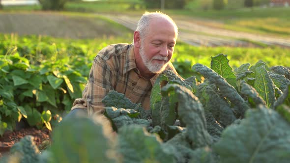 Close up of farmer picking kale in the field at sunset.