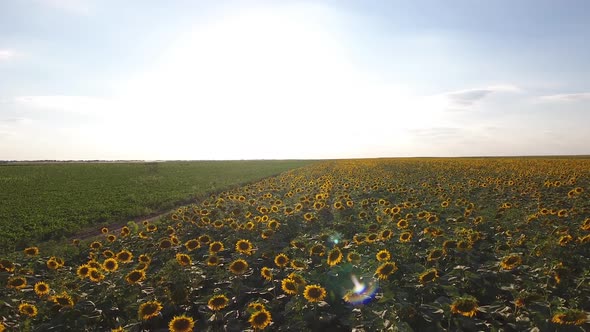 Sunflowers At Sunrise