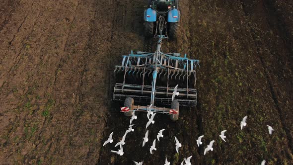 White Birds Follow Tractor Drawing Seeder to Work in Field