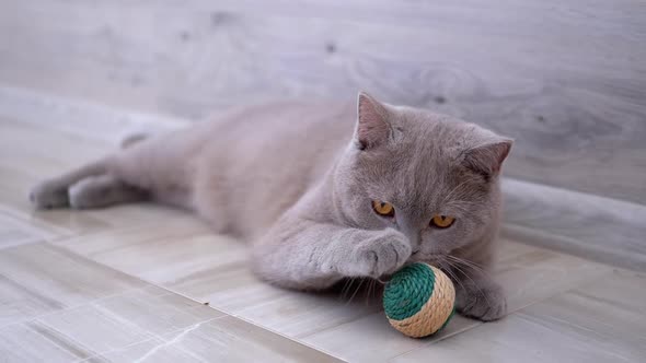 Beautiful Gray British Cat Plays with a Ball on Floor