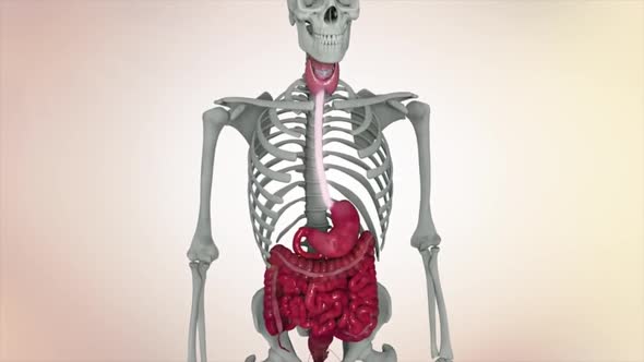 Medical animated illustration of the human skeletal system.Internal organs