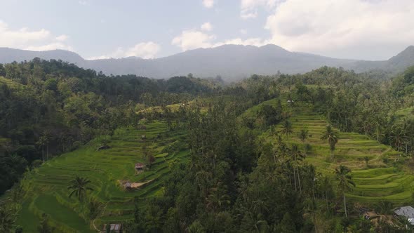 Rice Terraces in Indonesia