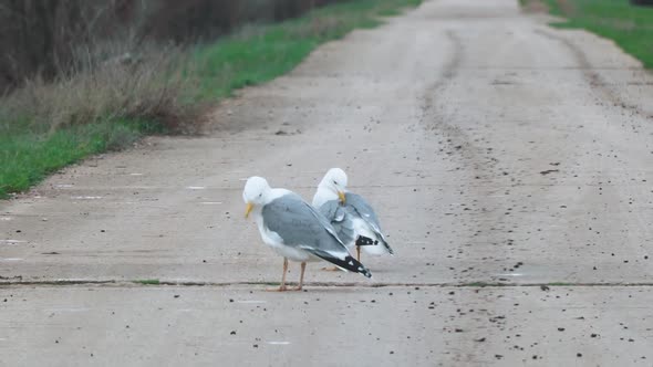 Two Yellowlegged Gulls Stand on the Road and Clean Their Wings and Feathers