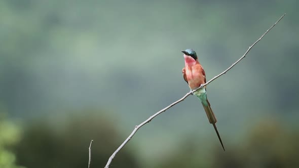 Southern Carmine Bee-eater in Mapungubwe National park, South Africa