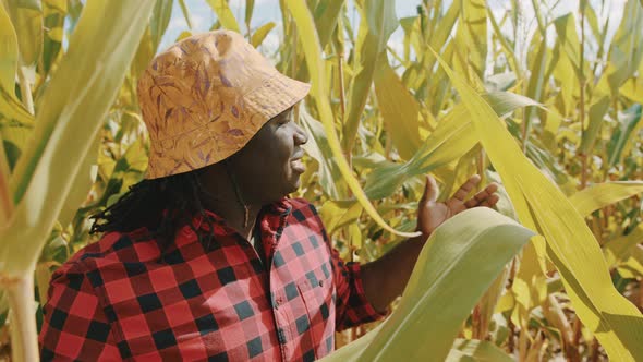 African Farmer in the Corn Field Showing Around and Touching the Leaves