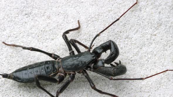 Giant Vinegaroon crawling on some white sand.