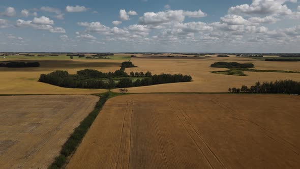 Large crops of golden brown wheat out in the rural countryside on a sunny blue sky day. Wide angle a