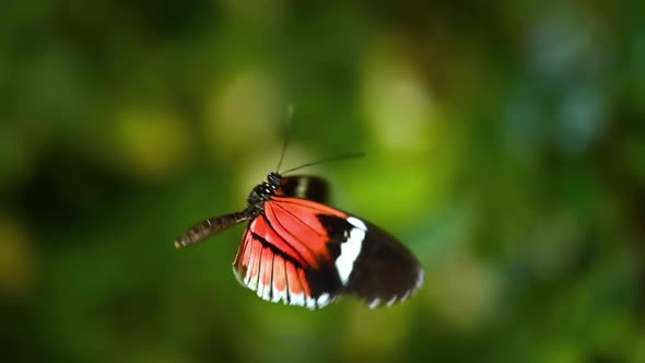 Tropical Exotic Butterfly Heliconius Erato in Jungle Rainforest Flying on Green Leaves, Macro Close