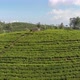 Landscape Tea Plantation of Lipton Seat - VideoHive Item for Sale
