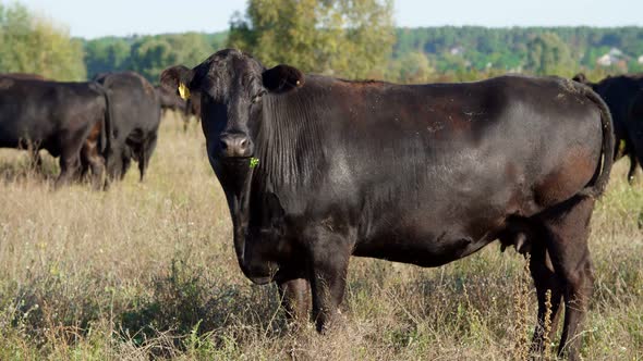 Close Up in Meadow on Farm Big Black Pedigree Breeding Cows Bulls are Grazing