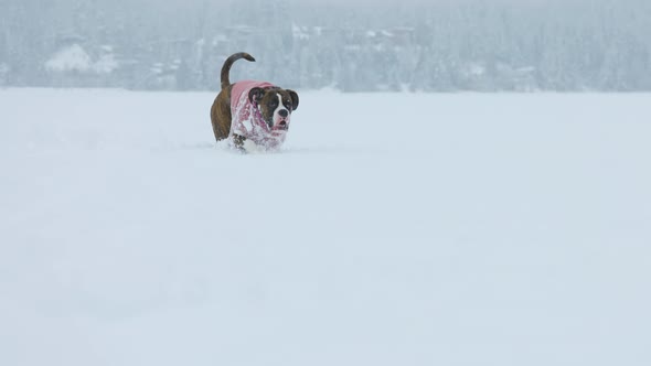 Dog Playing in the Snow