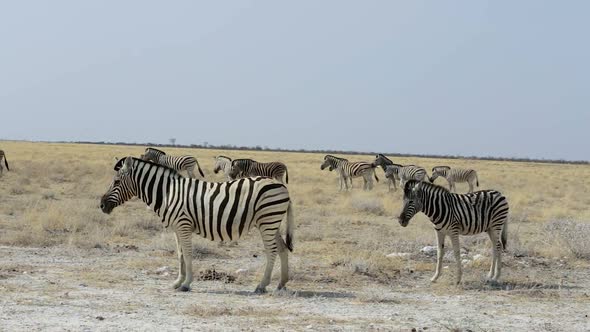 Zebra in african etosha bush, Namibia. Africa wildlife