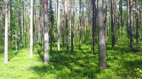 Temperate coniferous forest is a terrestrial biome found in temperate climate regions of the world w