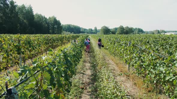 People Picking Grape During Harvest Season.