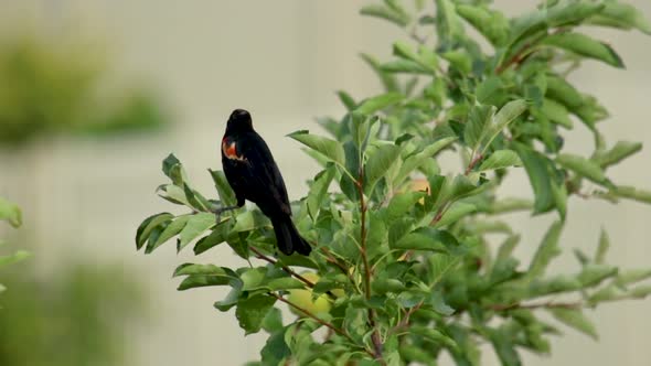 Red-winged blackbird perched in an apple tree