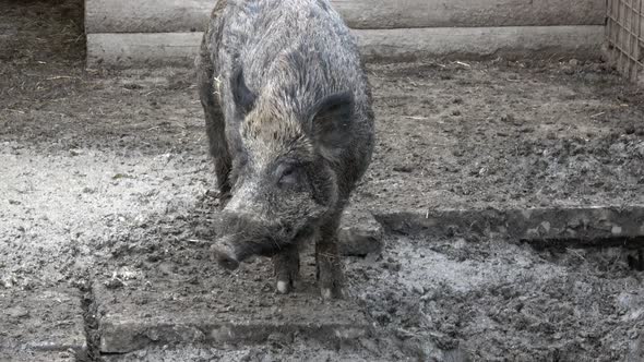 Wild boar (Sus Scrofa) searching for food 