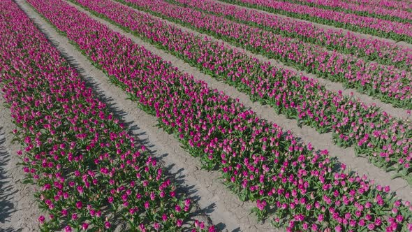 Pink Tulips field in The Netherlands