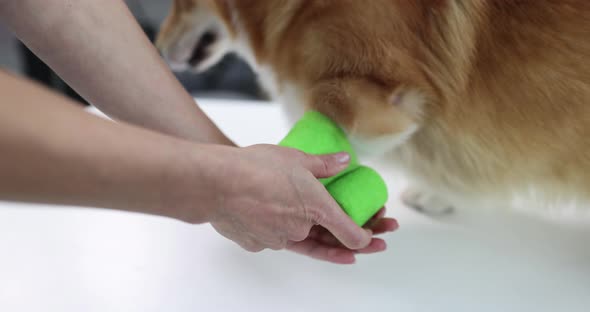 Women's Hands are Bandaging a Dog's Paw