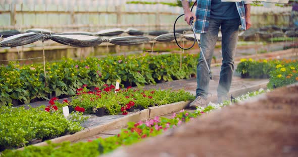 Pesticide Sprayed on Flowering Plants at Greenhouse