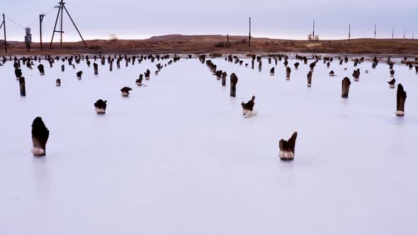 Several Rows of Wooden Posts Stumps in Salt Lake
