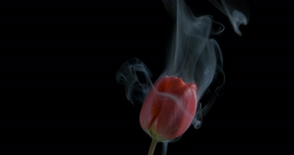 A flower in the smoke.