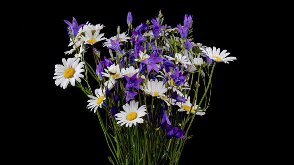 Time Lapse of Blossoming Bouquet of Wild Flowers on Black Background