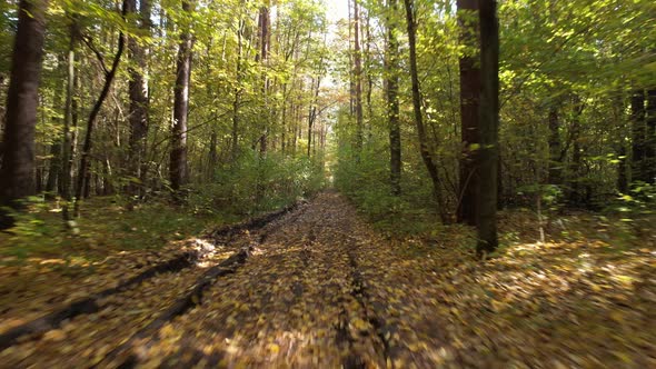 Flight over the forest road on an autumn sunny day. Travel and nature concept