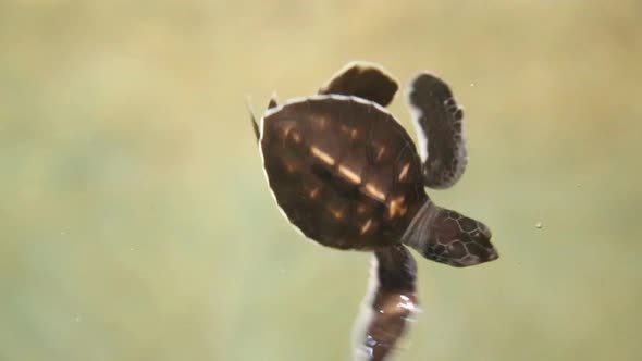 KOSGODA, SRI LANKA - MARCH 2014: The view of baby turtle swimming in a pool. Kosgoda Lagoon is perfe