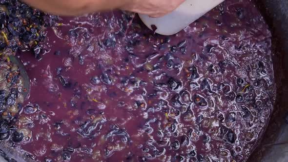 Crushed Grape for Making Wine Home Winery Grape Autumn Harvest Juice Wine Raw