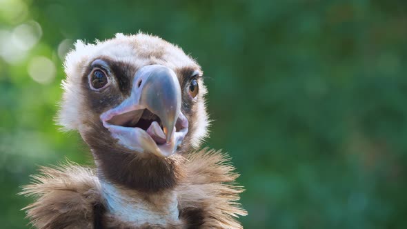 Cinereous Vulture in the Zoo or in a Nature Park