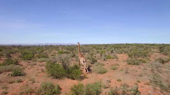 Aerial travel drone view of Giraffes in Swartberg, South Africa.