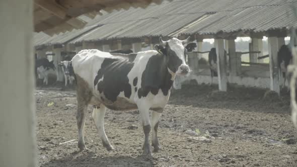 Cow Cows on the Farm. Slow Motion. Agriculture.