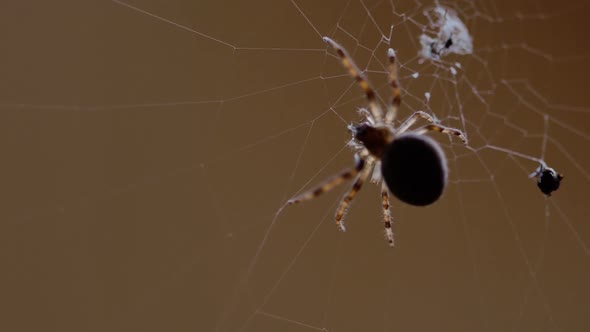 Spider Weaves a Web