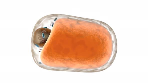 Morphing Fat Cell