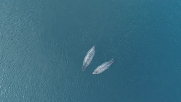 Aerial Top Down View of 2 Fat Spotted Seals Floating on the Clear Azure Sea Water