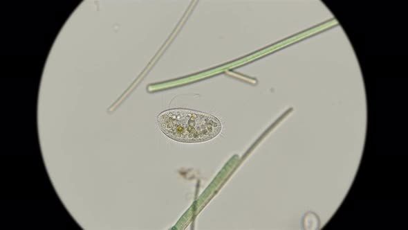Infusoria Pleuronema Coronatum