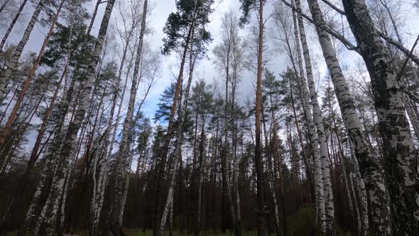 Birch Forest with Birches in the Afternoon